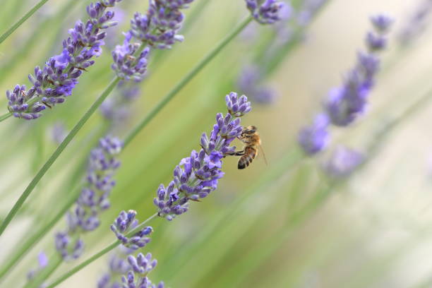 Bee pollination on lavender flower stock photo