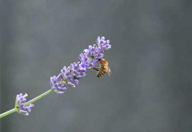 Bee pollination on lavender flower, aromatic and healthy plant stock photo