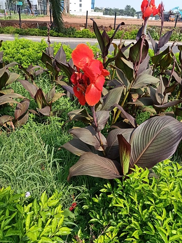 Close up of canna lily plant
