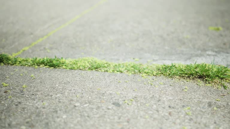 Green overgrowth and green-yellow pollen fill the cracks in a gray sidewalk