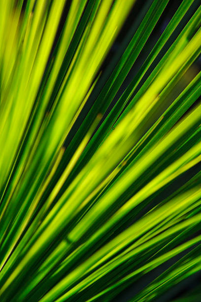 солнце в ксанторрея - sky sun grass tree стоковые фото и изображения