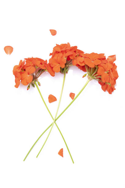 istock Red geranium flowers isolated on white background. 1498115201