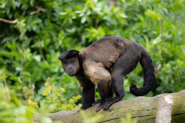 木の幹の上の茶色のオマキザル - brown capuchin monkey ストックフォトと画像