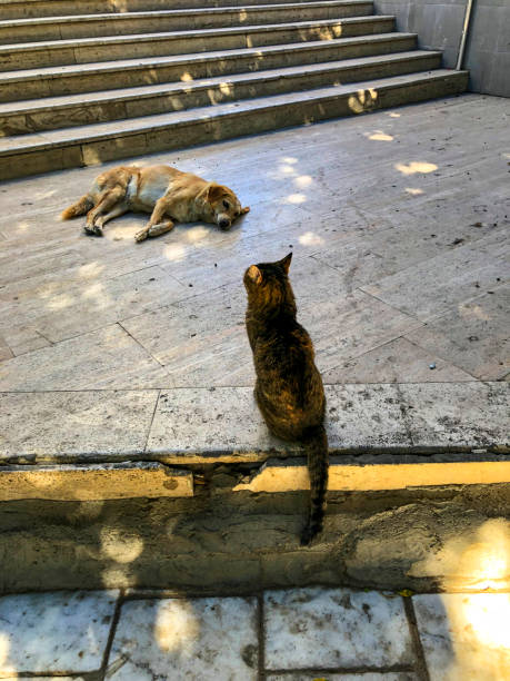 Stray animal; cat and dog