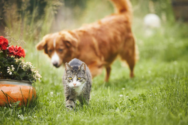 istock Cat and dog playing together on garden 1498116754