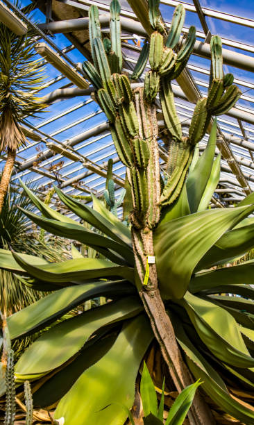 istock Cacti in the greenhouse 1498116758