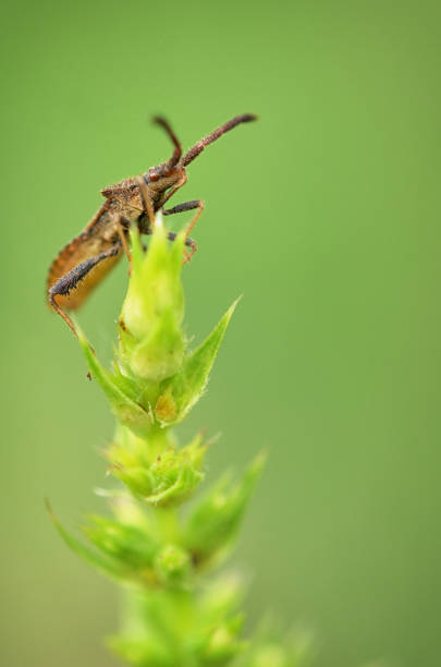 istock Macro of Dock Bug, Coreus Marginatus 1498116950