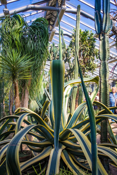 istock Cacti in the greenhouse 1498117013