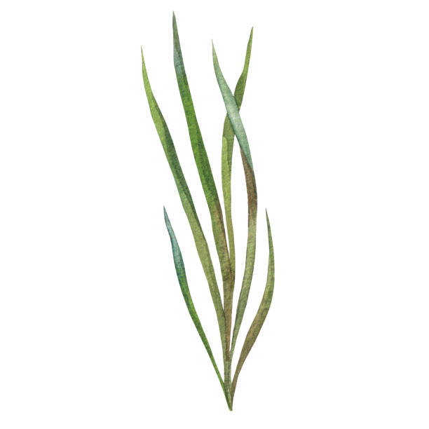 istock grass, green leaves painted in watercolor on white background. isolated 1498118316