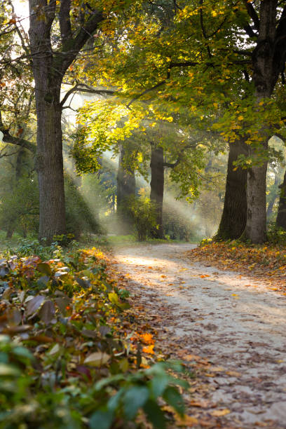 istock Beautiful oak autumn forest 1498118381