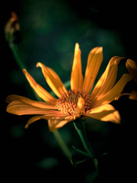 istock chrysanthemum flower 1498118479