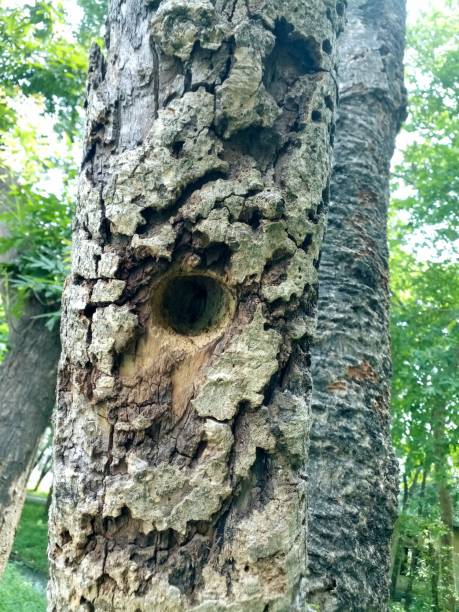 árbol de orificio  - tree hole bark brown fotografías e imágenes de stock