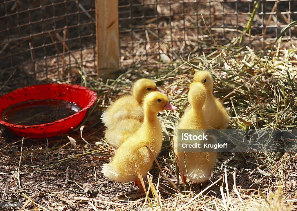 Ducklings - 로열티 프리 동물 네 마리 스톡 사진