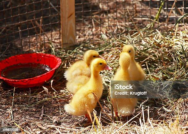 Ducklings 동물 네 마리에 대한 스톡 사진 및 기타 이미지 - 동물 네 마리, 새, 가금류