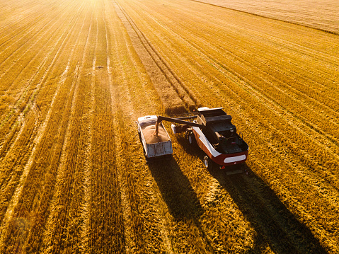 Combine harvester harvesting wheat in a field at sunset. Aerial view