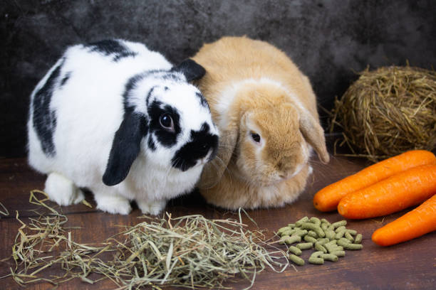 istock Holland lop rabbit on wooden background 1498123015