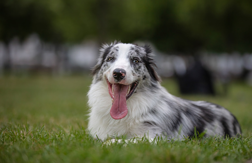 Australian shepherd, 6 months old, in front of white background