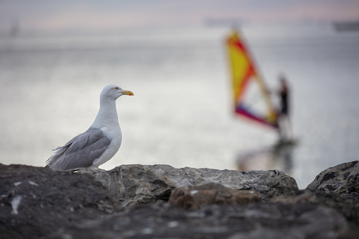 Yellow-legged gull in the foreground