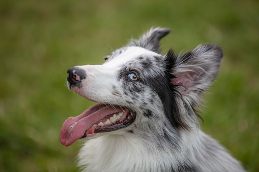 Beautifully well groomed rough coated black and sable female collie standing  on the lawn in the garden