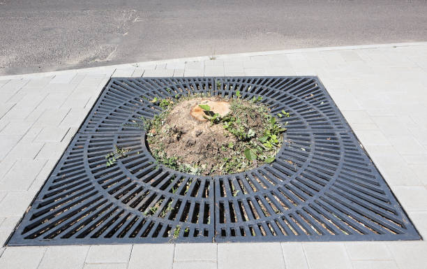 istock Empty place of a cut-out tree on the street 1498123600