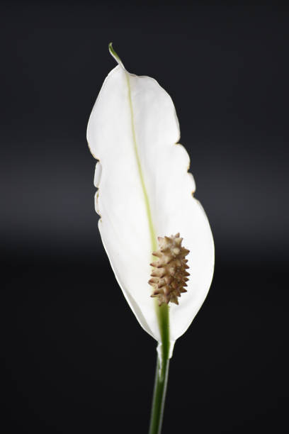 istock Cicles of the spathiphyllum Flower 1498123835