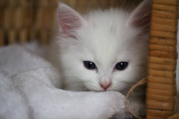istock A cute fluffy white Siberian cat kitten 1498124567