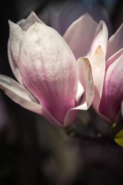 Pink magnolea on a sunny spring day