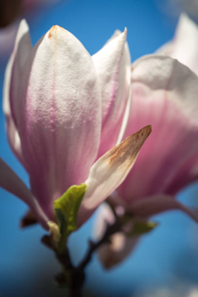 istock Pink magnolea on a sunny spring day 1498124671