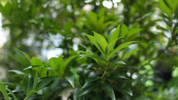 istock Green leaves with blurred background. 1498125418