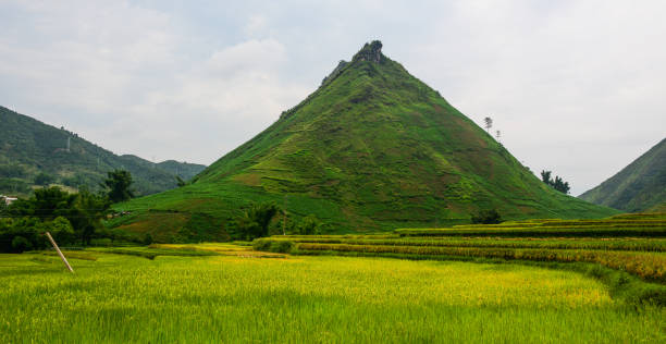 istock Terraced rice field in Northern Vietnam 1498126746