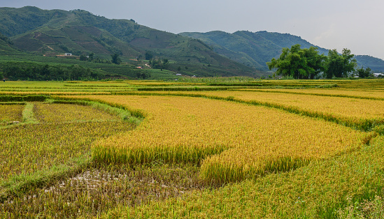 Terraced rice field at autumn in Sapa, Vietnam. Sa Pa is famous for the terraced rice fields in North of Vietnam.