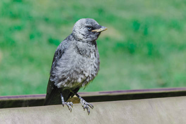 istock Black Crow perched on a wooden board in summer sunshine. 1498128361