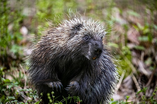 Echidna in outdoors