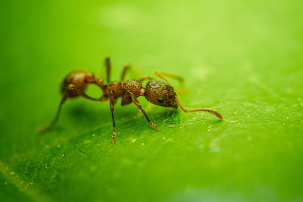 Weevil on wild plants, North China