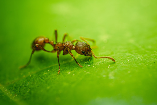 An ant on the green leaf, extremely close-up shot