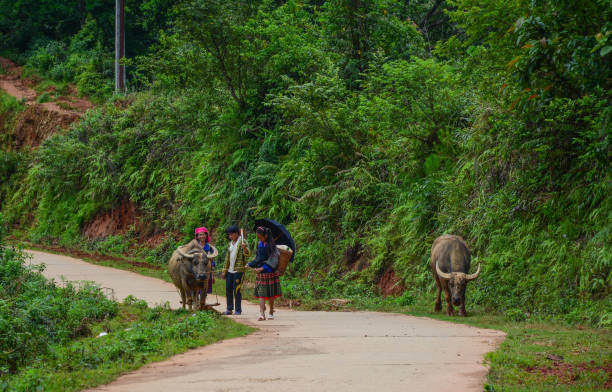 Sapa, Vietnam - May 29, 2016. People with water buffaloes walking on rural road in Sapa, Vietnam.