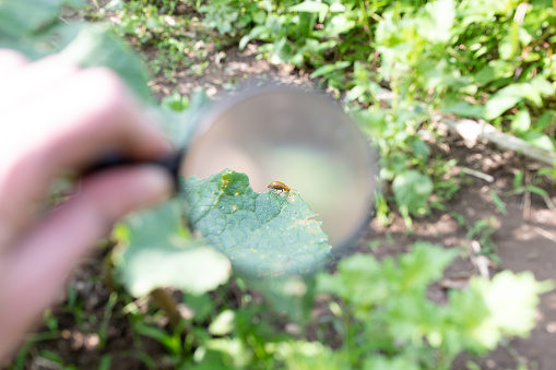 Looking through a magnifying glass at a cucumber beetle eating a cucumber leaf