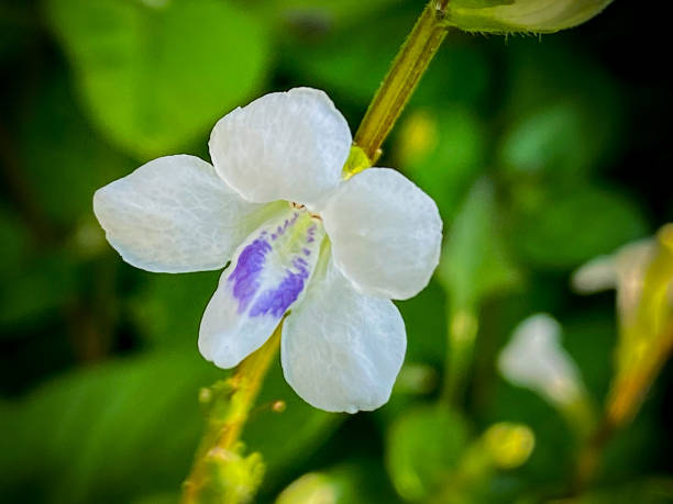 istock Israel Grass , Israel Grass Flower 1498132819