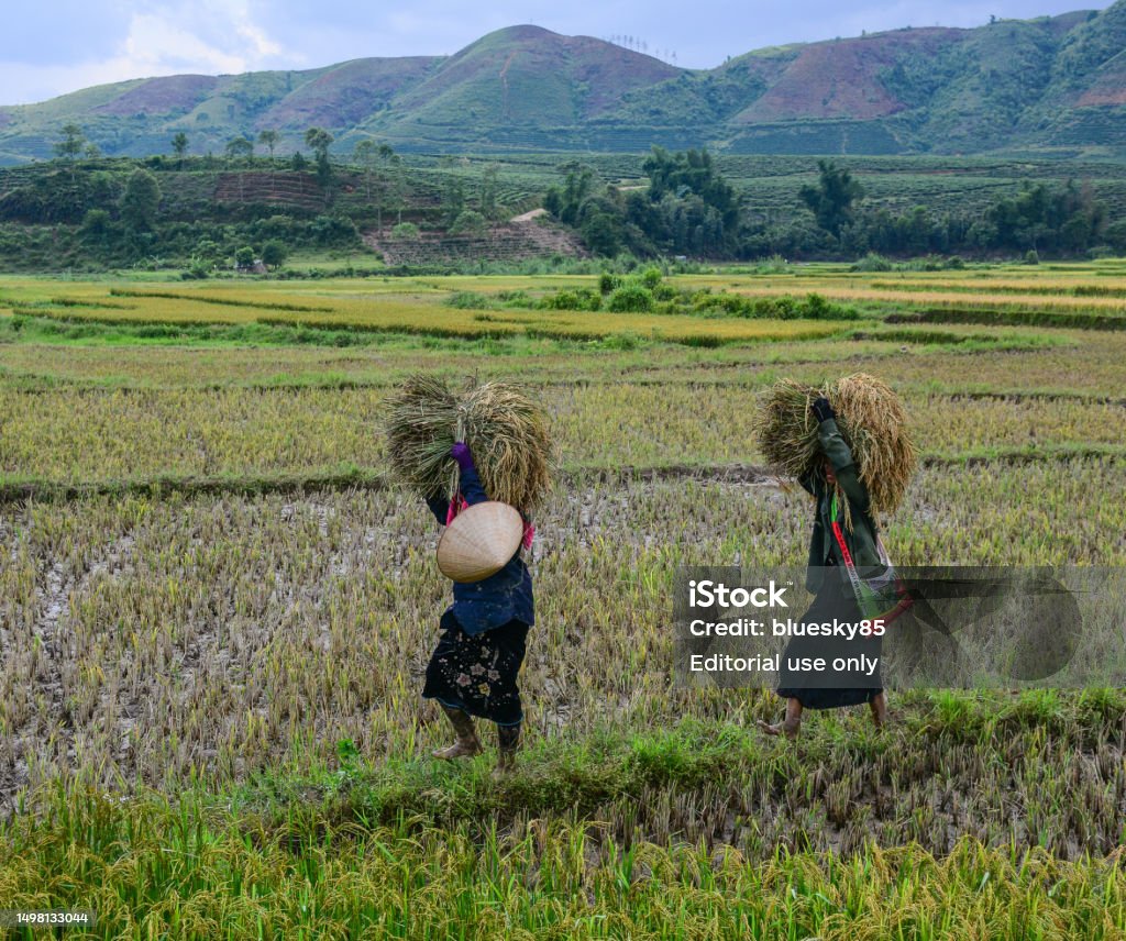 People Doing Rice People Working On Rice Field In Summer Stock Photo - Download Image Now ...