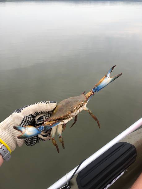 мэриленд голубой краб - maryland blue crab стоковые фото и изображения