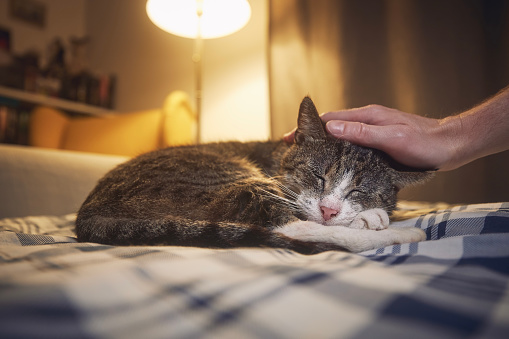 Cute cat lying on bed and sleeping in cozy home bedroom at night. Hand of pet owner stroking his old tabby cat.