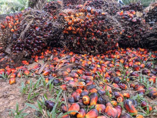 istock brondolan of oil palm fruit is still fresh 1498134071