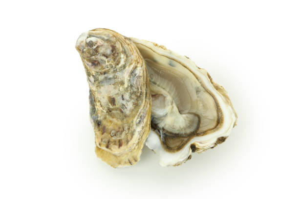 istock Concept of seafood, oyster isolated on white background 1498134149
