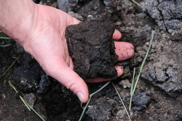 istock Peat soil in the man's hand. Histosol. 1498134326