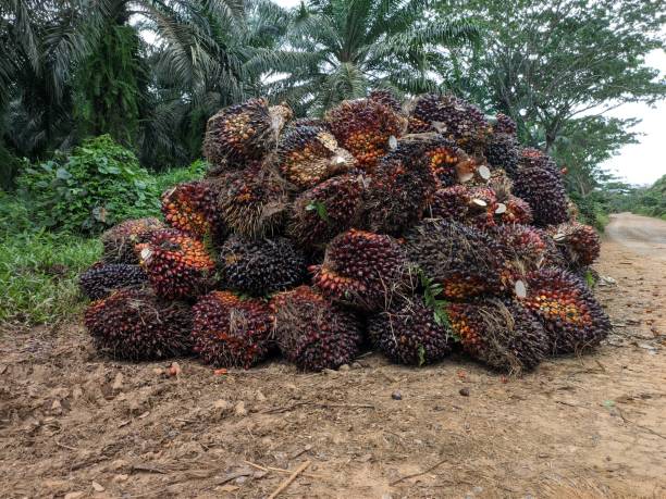 istock oil palm fruit (elaeis) that is neatly arranged before being transported 1498135095
