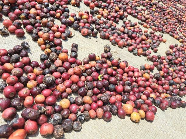 istock Coffee fruit after harvesting by the farmer 1498136000