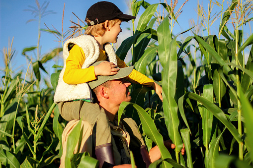 a farmer with a child harvests corn in the field. a farming family farm. the concept of the father's day, family day holiday.