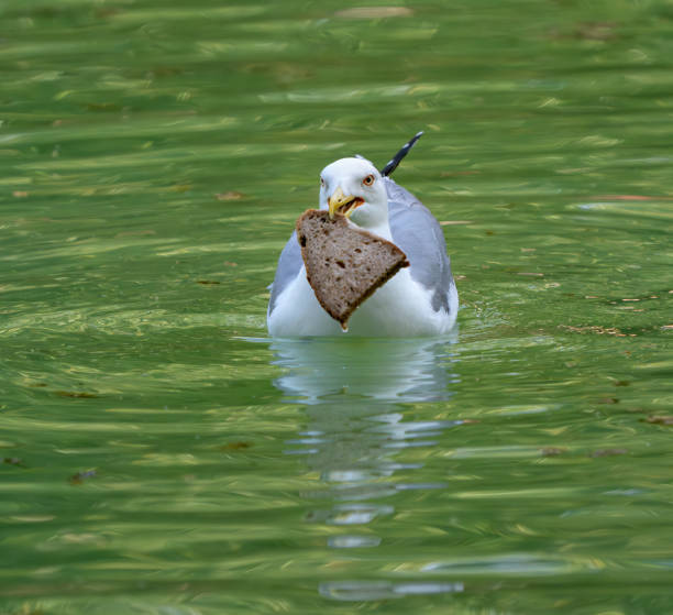 Seagull has landed for a slice of bread in the Villa Borghese  pond.