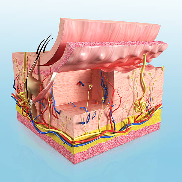 istock Scheme of skin anatomy with layers 149813650