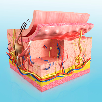 3D illustration of Human skin anatomy. Digital illustration.